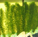 Egeria Densa